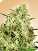 Maple Leaf Indica Cannabisblüte – gewachsen aus Regulaere Hanfsamen von Sensi Seeds