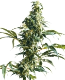 Mexican Sativa Cannabisblüte – gewachsen aus Feminisierte Hanfsamen von Sensi Seeds