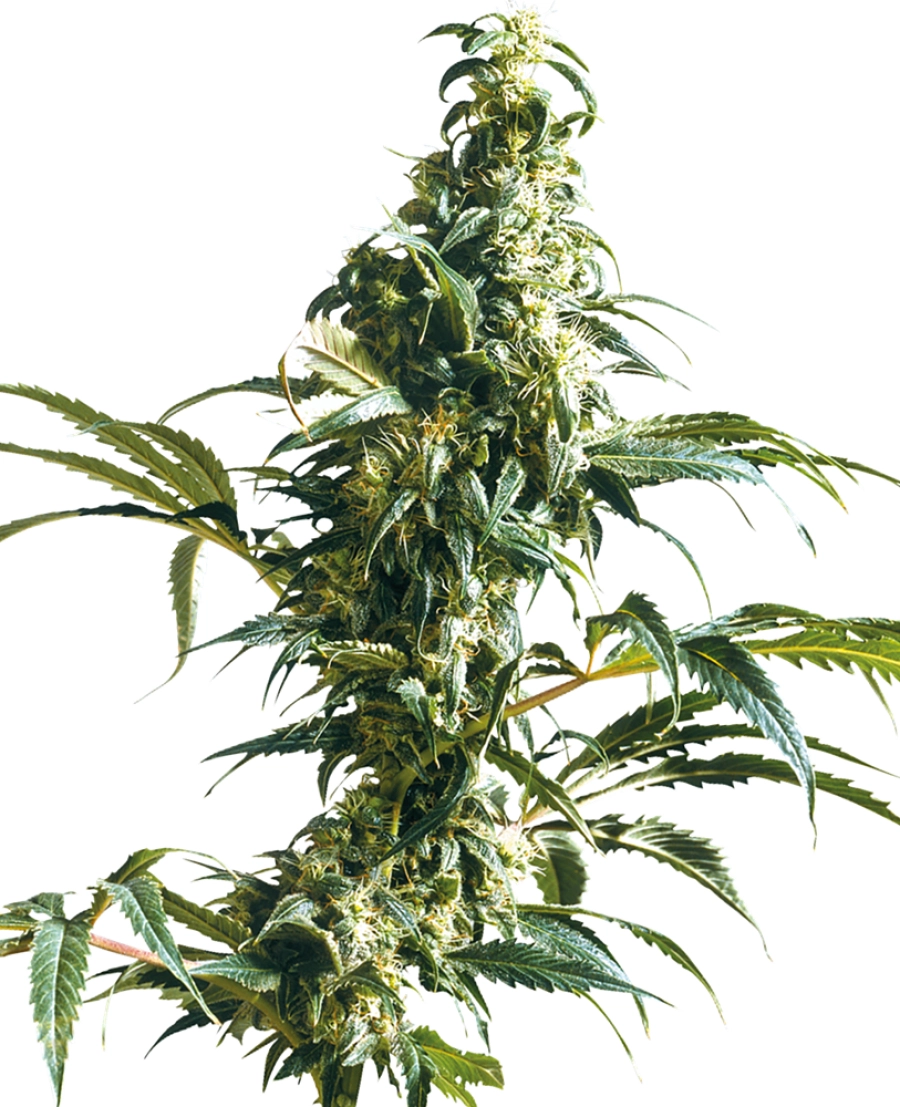 Mexican Sativa – Sensi Seeds – Feminisiert