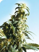 Mexican Sativa Cannabisblüte – gewachsen aus Regulaere Hanfsamen von Sensi Seeds