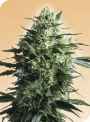 Mother's Finest Cannabisblüte – gewachsen aus Regulaere Hanfsamen von Sensi Seeds