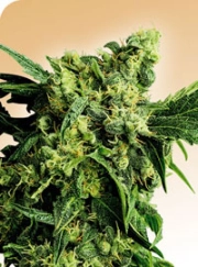 Mr Nice G13 x Hash Plant Cannabisblüte – gewachsen aus Regulaere Hanfsamen von Sensi Seeds