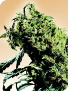 Northern Lights #5 x Haze Cannabisblüte – gewachsen aus Regulaere Hanfsamen von Sensi Seeds