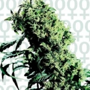 Northern Lights 5 x Haze Cannabisblüte – gewachsen aus Feminisierte Hanfsamen von Sensi Seeds