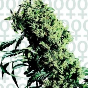 Northern Lights 5 x Haze Cannabisblüte – gewachsen aus Feminisierte Hanfsamen von Sensi Seeds