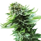 Northern Lights Auto Cannabisblüte – gewachsen aus Automatic Hanfsamen von Sensi Seeds