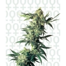 Northern Lights Cannabisblüte – gewachsen aus Feminisierte Hanfsamen von Sensi Seeds