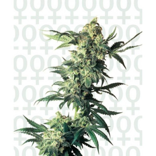 Northern Lights – Sensi Seeds – Feminisiert