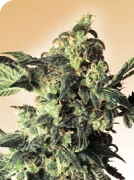 Northern Lights Cannabisblüte – gewachsen aus Regulaere Hanfsamen von Sensi Seeds