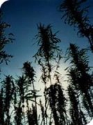 Outdoor Mix Cannabisblüte – gewachsen aus Regulaere Hanfsamen von Sensi Seeds