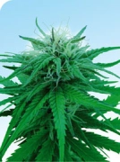 Ruderalis Indica Cannabisblüte – gewachsen aus Regulaere Hanfsamen von Sensi Seeds