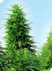 Ruderalis Skunk Cannabisblüte – gewachsen aus Regulaere Hanfsamen von Sensi Seeds