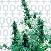 Sensi Early Skunk Cannabisblüte – gewachsen aus Feminisierte Hanfsamen von Sensi Seeds