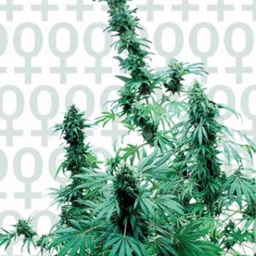 Sensi Early Skunk Cannabisblüte – gewachsen aus Feminisierte Hanfsamen von Sensi Seeds