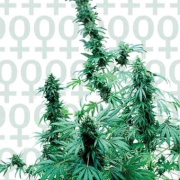 Sensi Early Skunk Cannabisblüte – gewachsen aus Feminisierte Hanfsamen von Sensi Seeds