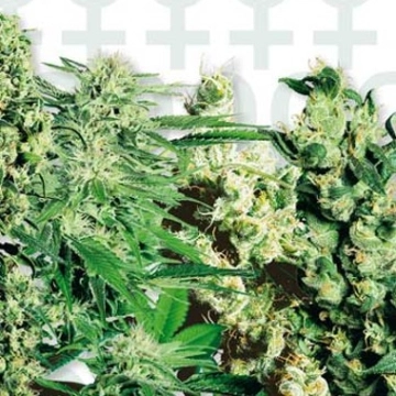 Sensi Feminised Mix Cannabisblüte – gewachsen aus Feminisierte Hanfsamen von Sensi Seeds