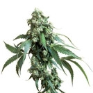 Sensi Jack Flash #5 Cannabisblüte – gewachsen aus Feminisierte Hanfsamen von Sensi Seeds