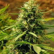 Sensi Jack Herer Cannabisblüte – gewachsen aus Regulaere Hanfsamen von Sensi Seeds