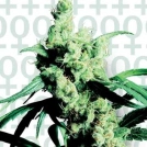 Sensi Silver Haze #9 Cannabisblüte – gewachsen aus Feminisierte Hanfsamen von Sensi Seeds