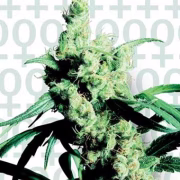Sensi Silver Haze #9 Cannabisblüte – gewachsen aus Feminisierte Hanfsamen von Sensi Seeds