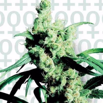 Sensi Silver Haze #9 Cannabisblüte – gewachsen aus Feminisierte Hanfsamen von Sensi Seeds