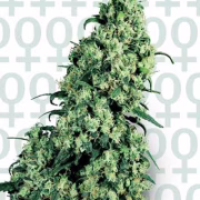 Sensi Skunk #1 Cannabisblüte – gewachsen aus Feminisierte Hanfsamen von Sensi Seeds