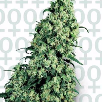 Sensi Skunk #1 Cannabisblüte – gewachsen aus Feminisierte Hanfsamen von Sensi Seeds