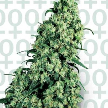 Sensi Skunk #1 Cannabisblüte – gewachsen aus Feminisierte Hanfsamen von Sensi Seeds