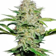 Sensi Skunk Auto Cannabisblüte – gewachsen aus Automatic Hanfsamen von Sensi Seeds