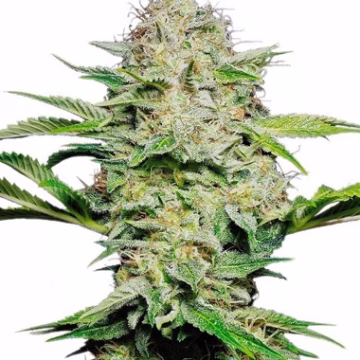 Sensi Skunk Auto Cannabisblüte – gewachsen aus Automatic Hanfsamen von Sensi Seeds
