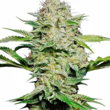 Sensi Skunk Auto Cannabisblüte – gewachsen aus Automatic Hanfsamen von Sensi Seeds