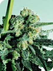 Sensi Skunk Cannabisblüte – gewachsen aus Regulaere Hanfsamen von Sensi Seeds