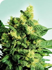 Shiva Shanti II Cannabisblüte – gewachsen aus Regulaere Hanfsamen von Sensi Seeds
