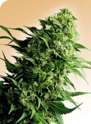 Shiva Shanti Cannabisblüte – gewachsen aus Regulaere Hanfsamen von Sensi Seeds