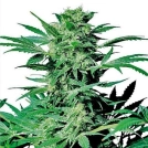 Shiva Skunk Cannabisblüte – gewachsen aus Feminisierte Hanfsamen von Sensi Seeds