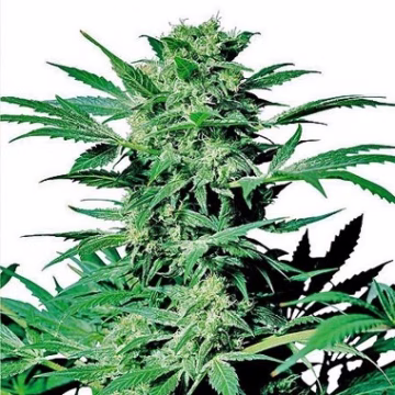 Shiva Skunk Cannabisblüte – gewachsen aus Feminisierte Hanfsamen von Sensi Seeds