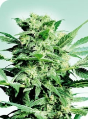 Shiva Skunk Cannabisblüte – gewachsen aus Regulaere Hanfsamen von Sensi Seeds