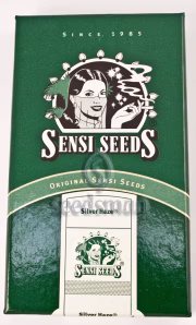 Silver Haze Cannabisblüte – gewachsen aus Regulaere Hanfsamen von Sensi Seeds