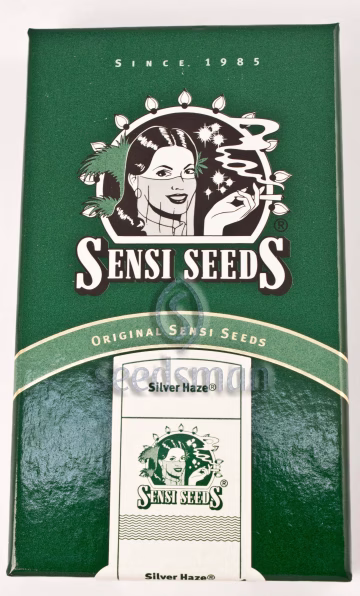 Silver Haze Cannabisblüte – gewachsen aus Regulaere Hanfsamen von Sensi Seeds