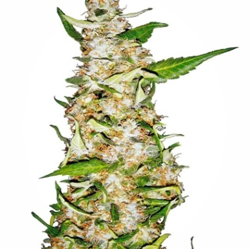 Skunk #1 Auto Cannabisblüte – gewachsen aus Automatic Hanfsamen von Sensi Seeds