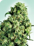 Skunk #1 Cannabisblüte – gewachsen aus Regulaere Hanfsamen von Sensi Seeds