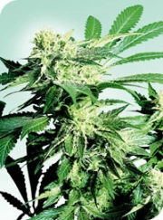 Skunk Kush Cannabisblüte – gewachsen aus Regulaere Hanfsamen von Sensi Seeds
