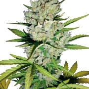 Super Skunk Auto Cannabisblüte – gewachsen aus Automatic Hanfsamen von Sensi Seeds