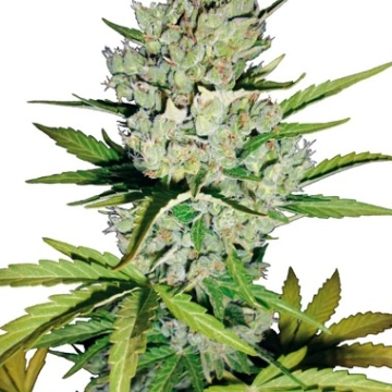 Super Skunk Auto Cannabisblüte – gewachsen aus Automatic Hanfsamen von Sensi Seeds