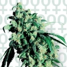 Super Skunk Cannabisblüte – gewachsen aus Feminisierte Hanfsamen von Sensi Seeds
