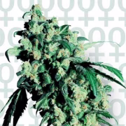 Super Skunk Cannabisblüte – gewachsen aus Feminisierte Hanfsamen von Sensi Seeds