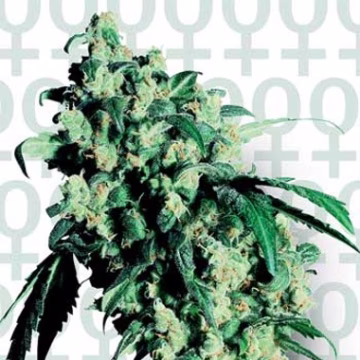 Super Skunk Cannabisblüte – gewachsen aus Feminisierte Hanfsamen von Sensi Seeds