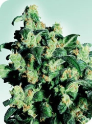 Super Skunk Cannabisblüte – gewachsen aus Regulaere Hanfsamen von Sensi Seeds