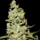 AK47 Cannabisblüte – gewachsen aus Regulaere Hanfsamen von Serious Seeds