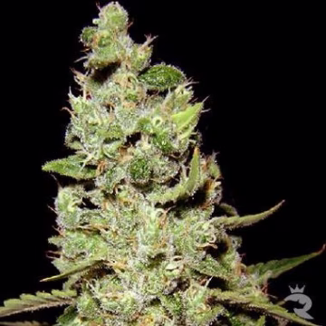 AK47 Cannabisblüte – gewachsen aus Regulaere Hanfsamen von Serious Seeds